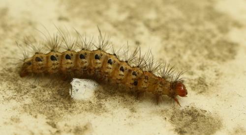 Réf. 294 790 : Arctia villica